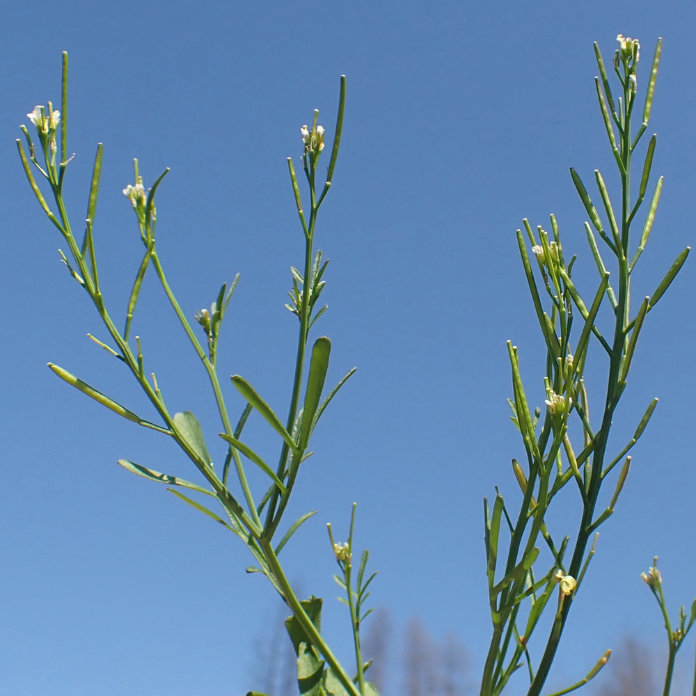 Hairy bittercress seed pods