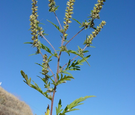 ragweed flowers