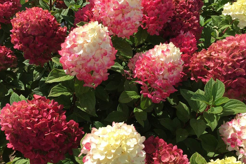 Hydrangea Paniculata Little Lime Punch