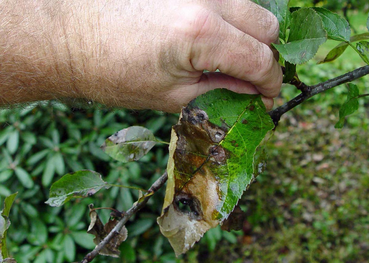 Picking diseased leaves off a plant