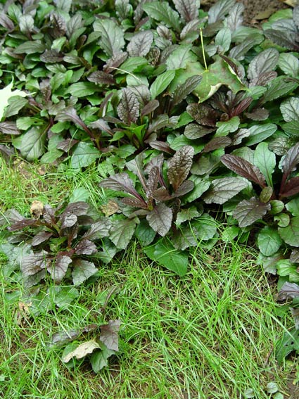 Bugleweed invading the lawn