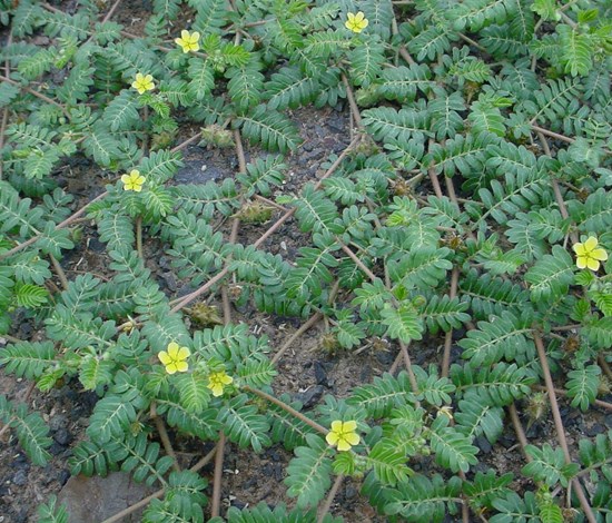 puncturevine