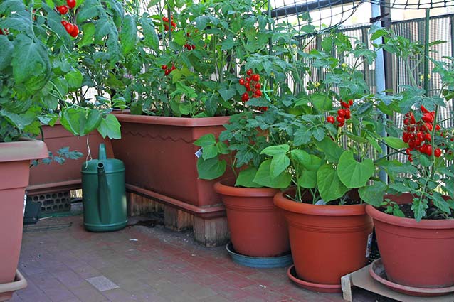 Tomato Plants on the patio