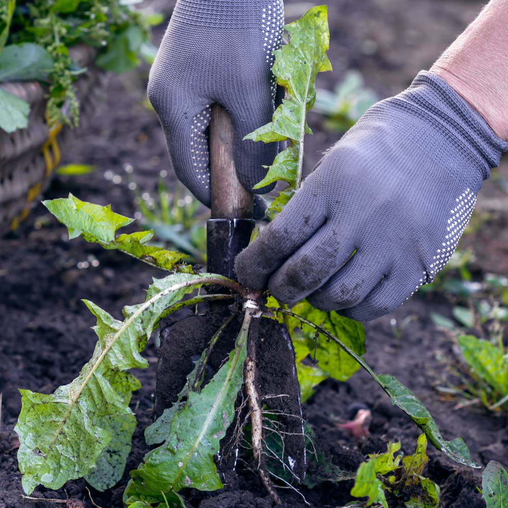 Gardener removing a dandelion and its long tap root with a trowel