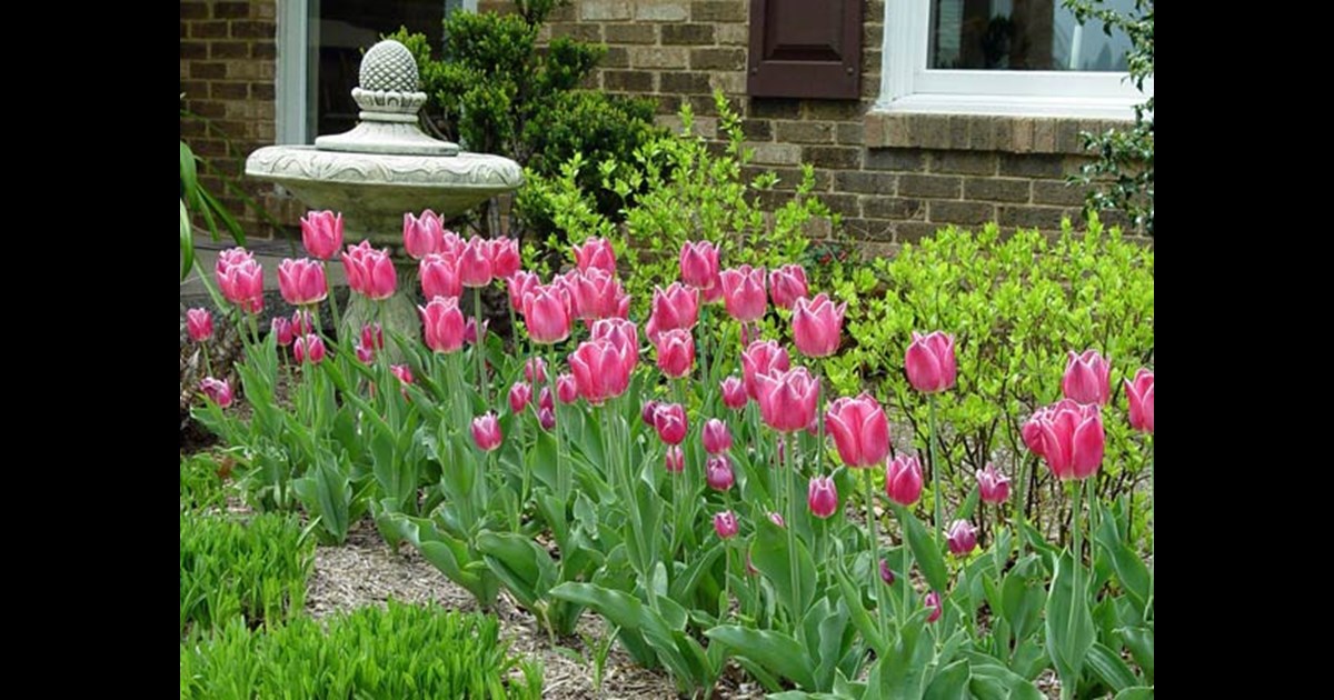 5 Prime Spots to Beautify Your Yard With Flower Bulbs
