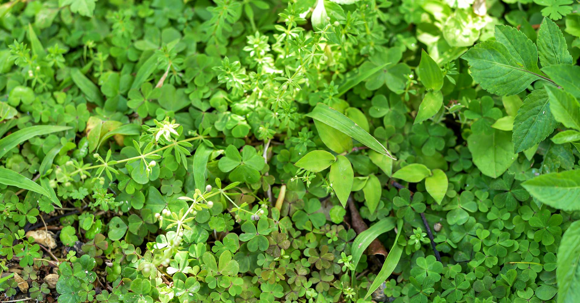 Weedy Patch in garden