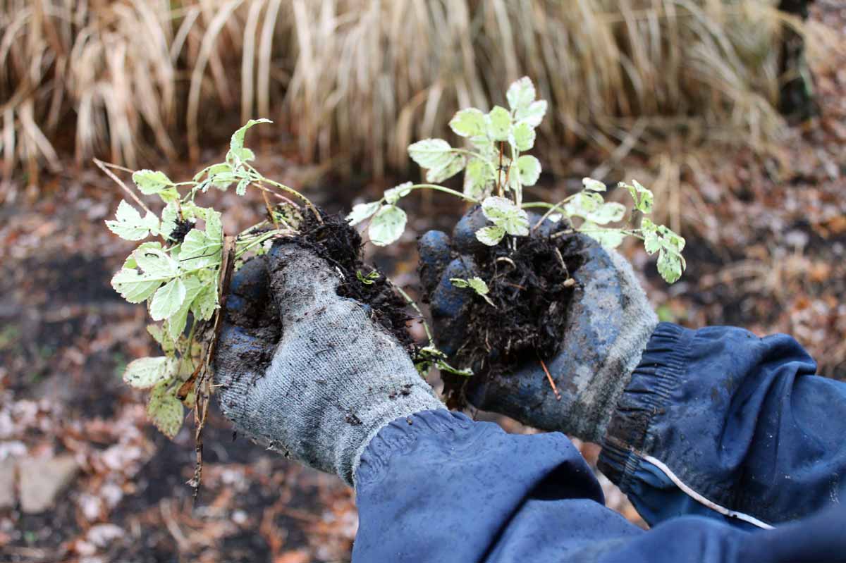 Many perennials can be divided simply by pulling apart the roots of dug-up clumps. Susan Weigel