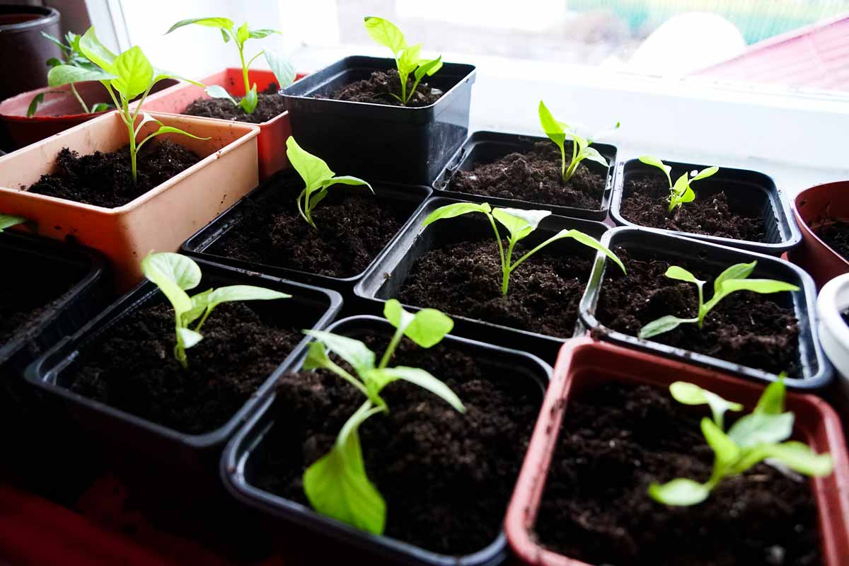 Seedlings