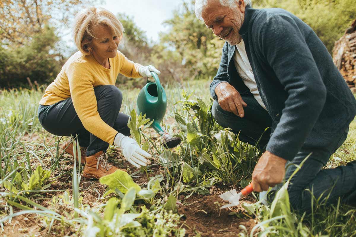 Couple weeding and watering a vegetable garden