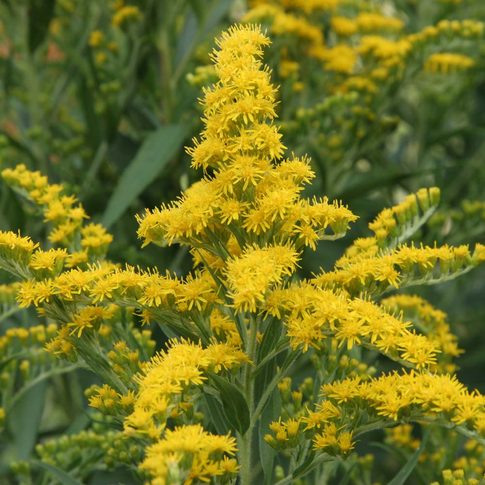 Goldenrod (Solidago)