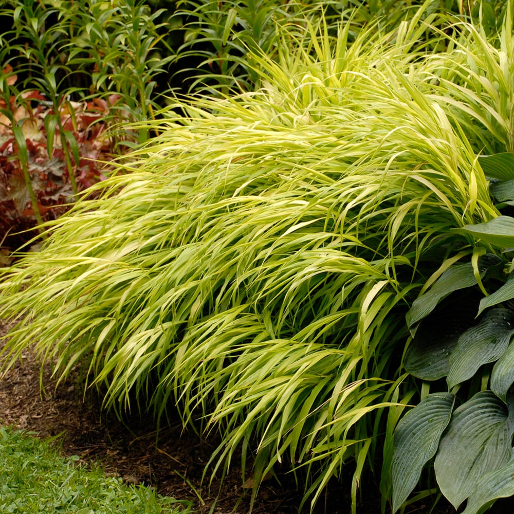 Japanese forest grass Hakonechloa macra