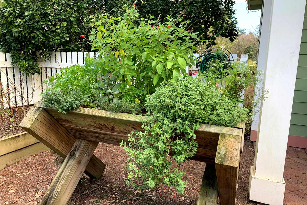 Herbs growing in a planter