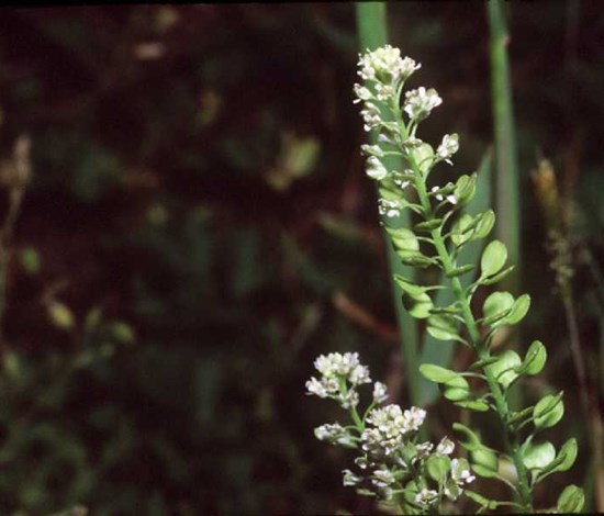 Virginia pepperweed flower stalk