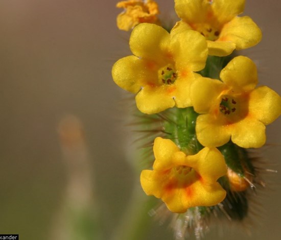 fiddleneck