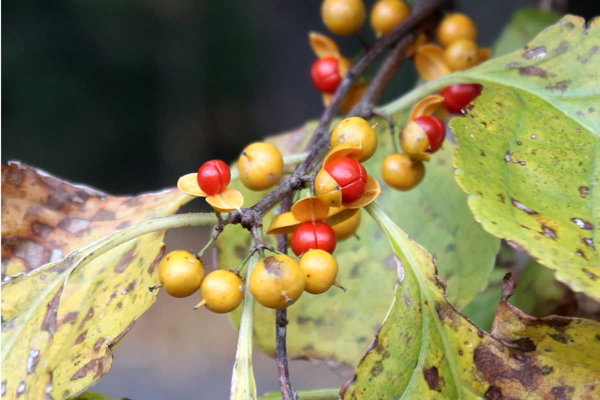 Oriental bittersweet with berries in fall