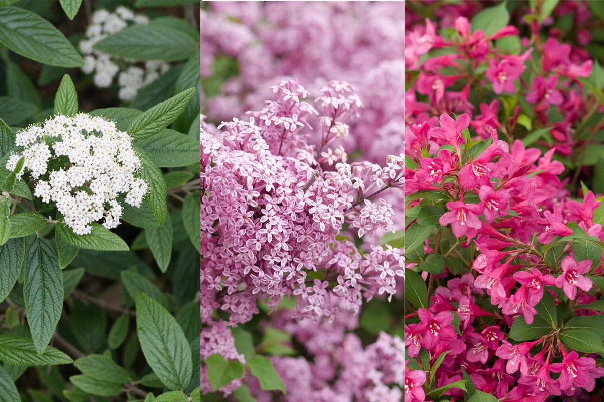 Spring flowering shrubs viburnum lilac weigela