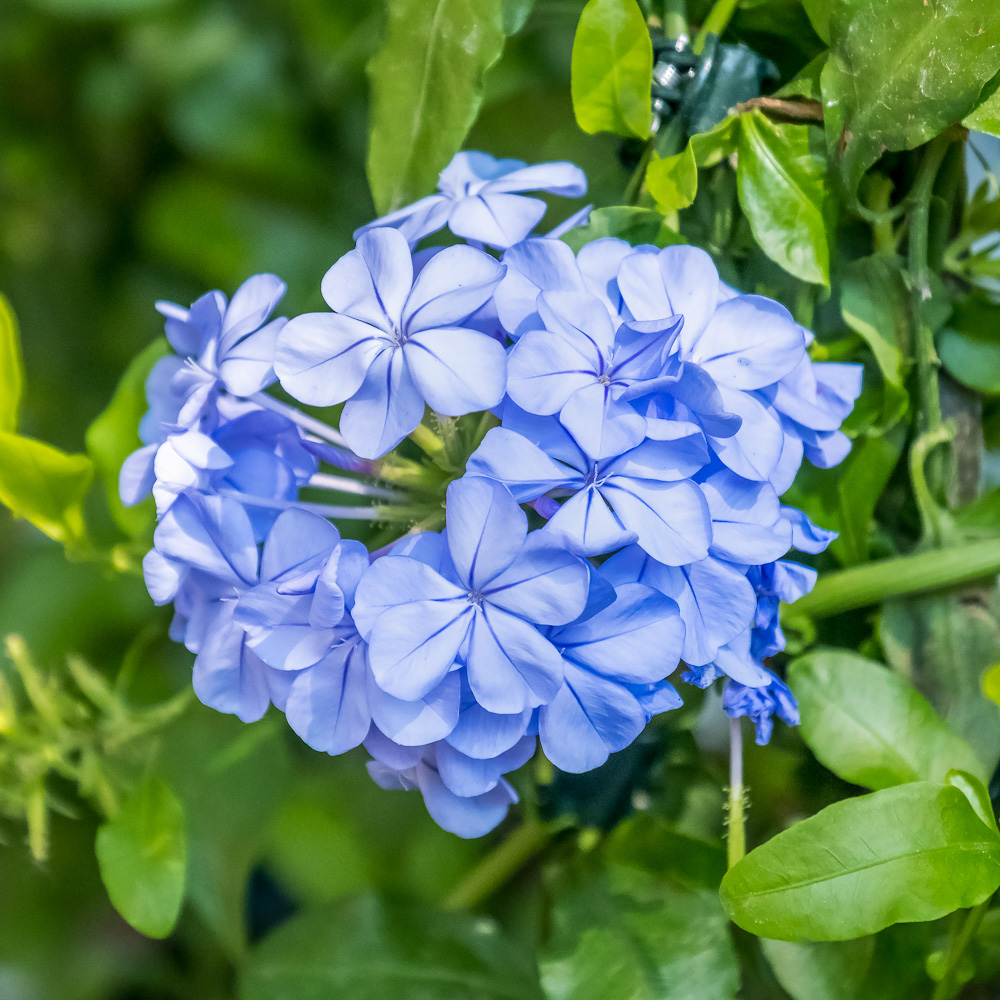 Plumbago