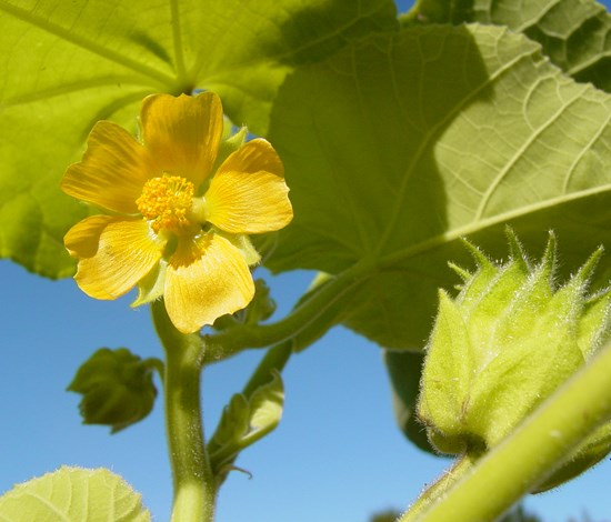 Velvetleaf flower close