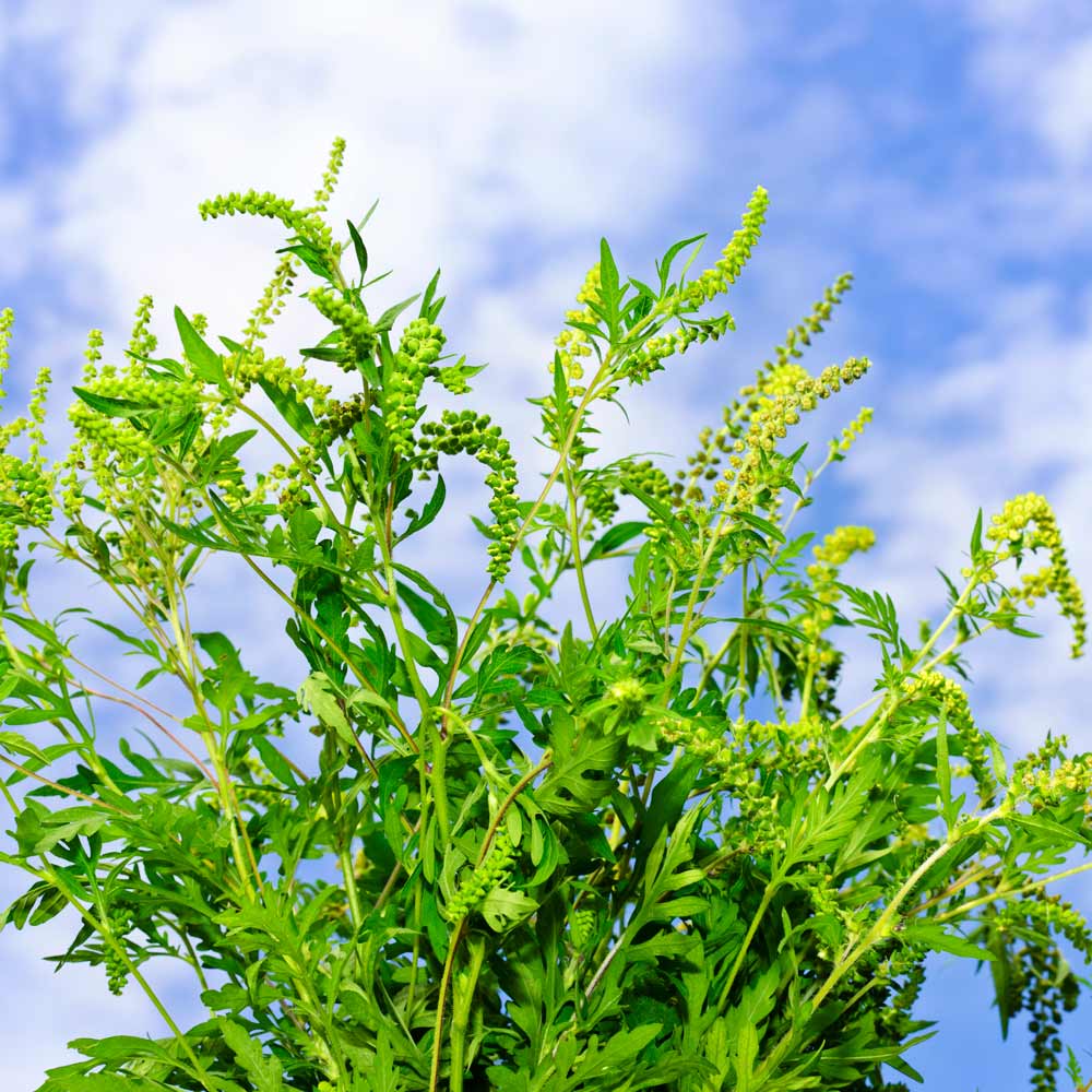 Ragweed (Ambrosia artemisiifolia)