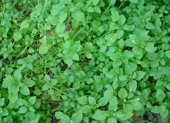 Chickweed (Stellaria media)