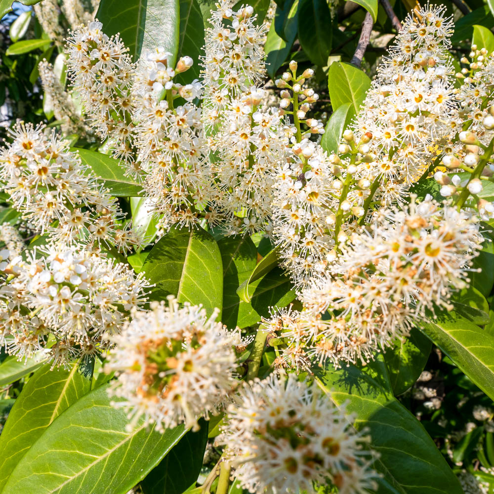 Cherry Laurel