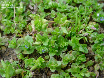 Corn speedwell (Veronica arvensis)