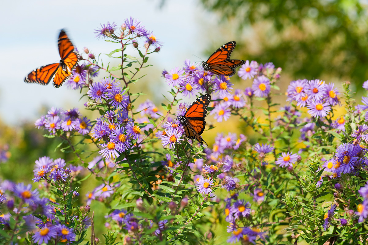 Monarch on Asters