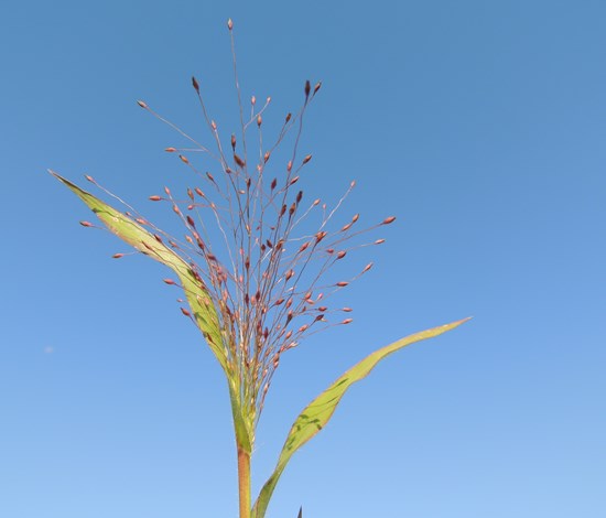 witchgrass seedhead