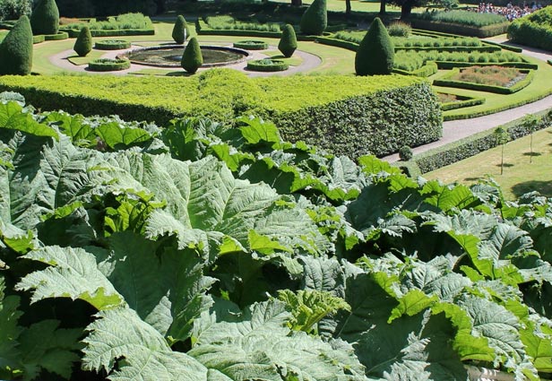 Gunnera