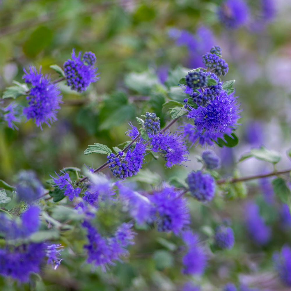 Caryopteris