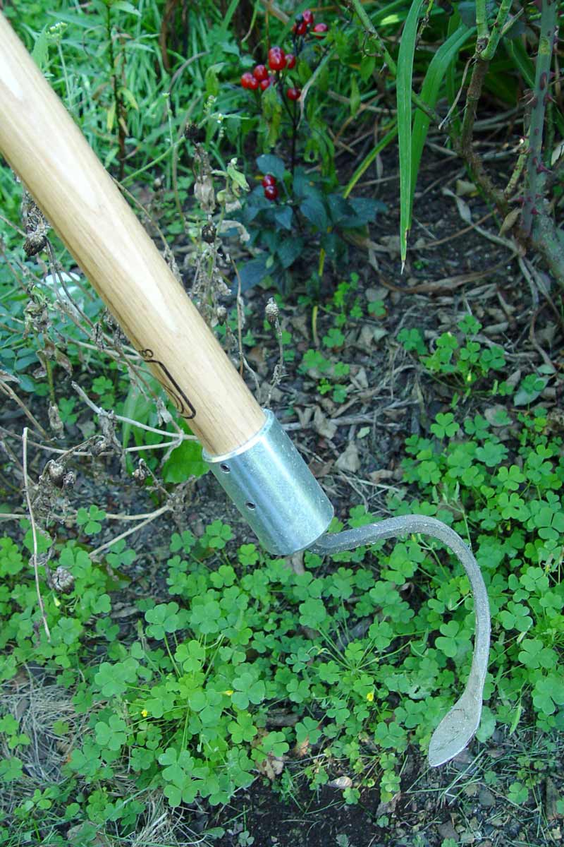 Weeding with a cobrahead tool.