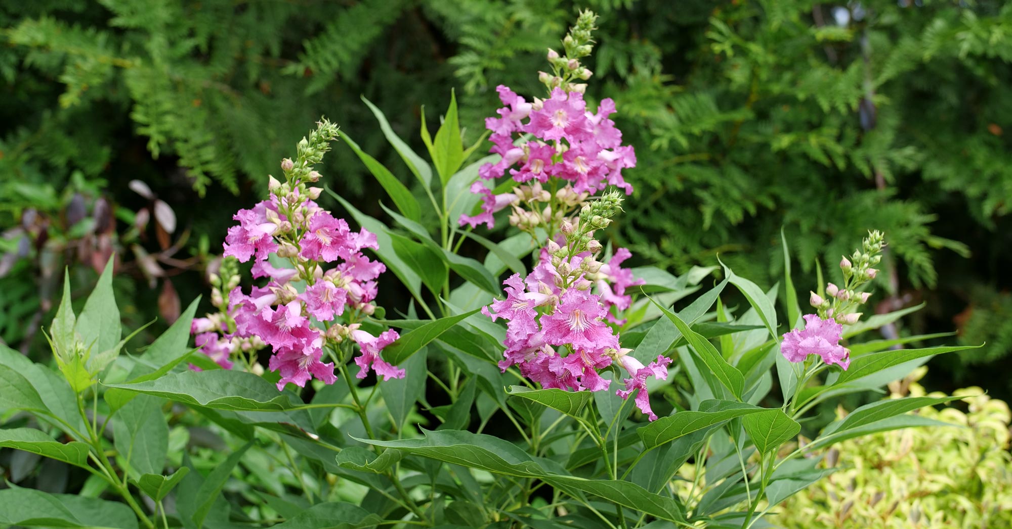 Desert Orchid Chitalpa El Nino