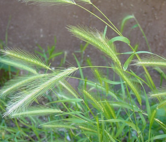 hare barley