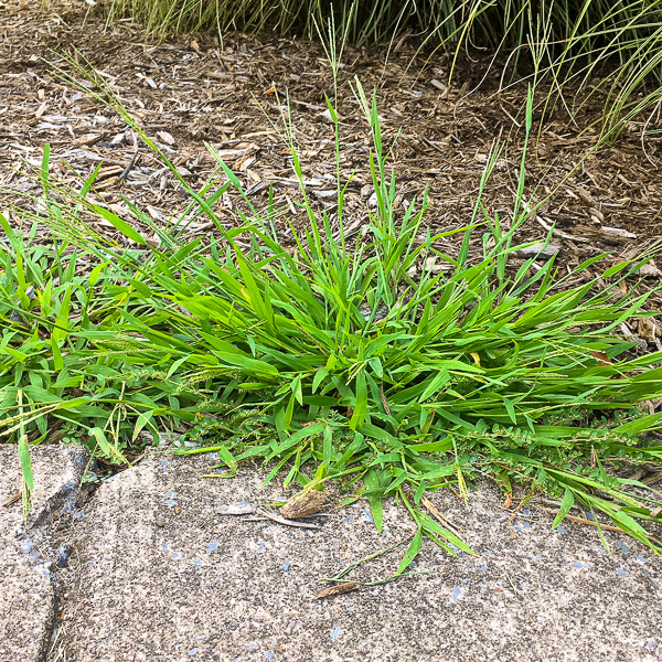 Crabgrass on the sidewalk.