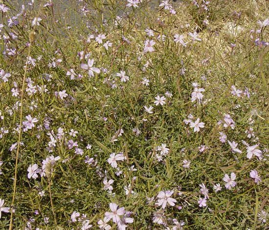 panicled willowweed flowering
