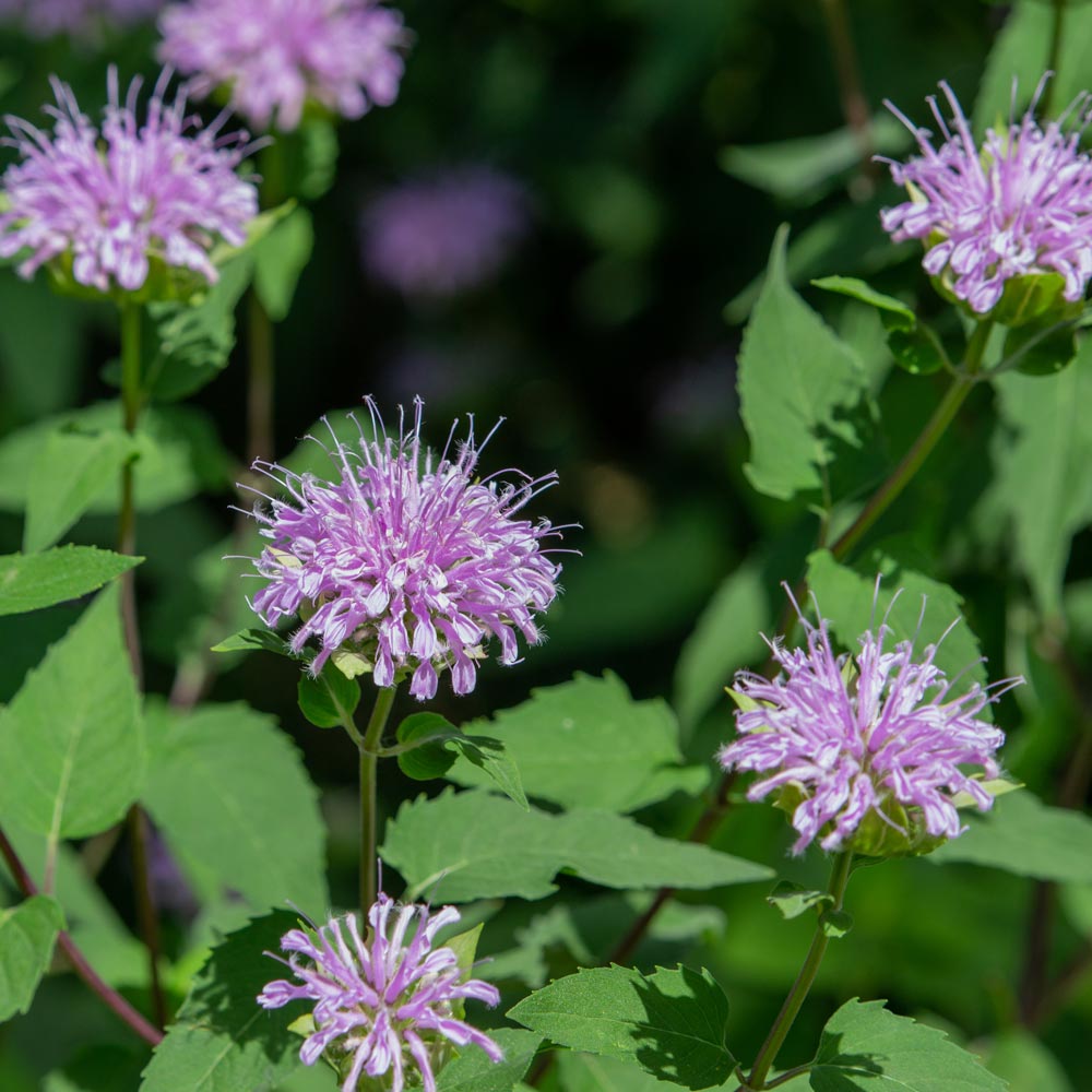 Wild bergamot (bergamot fistulosa)