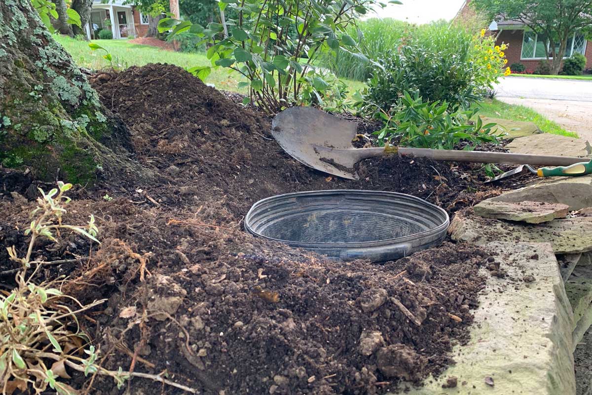 Planting pots sunk in the ground near tree roots