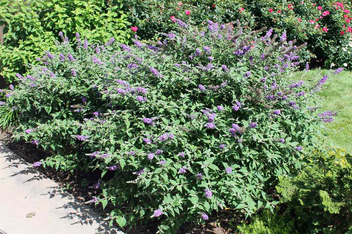 Butterfly Bush