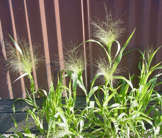 witchgrass seedheads