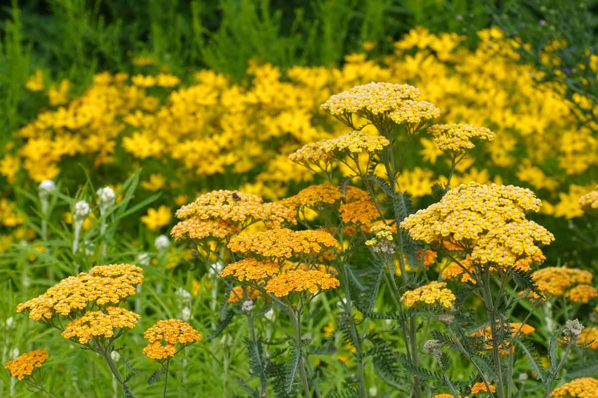 Yarrow