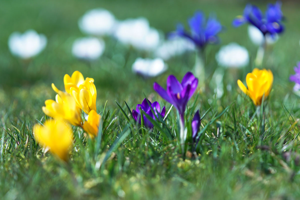 Crocuses blooming in the lawn