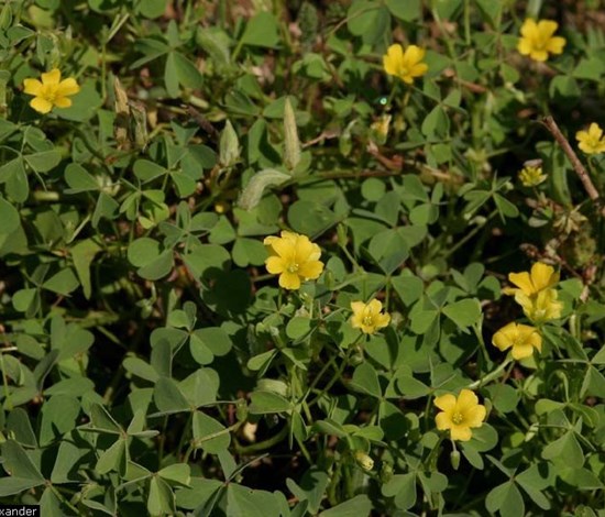 Yellow woodsorrel
