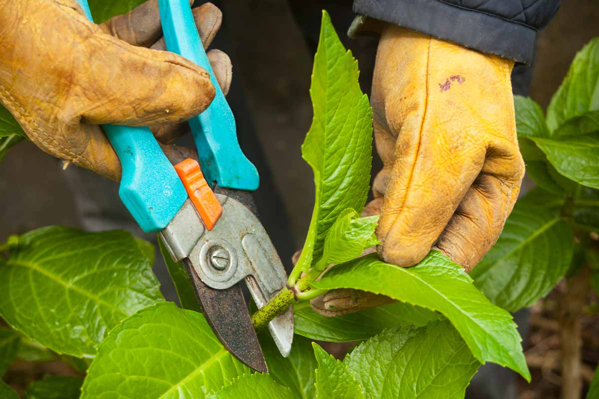 Pruning Hydrangea