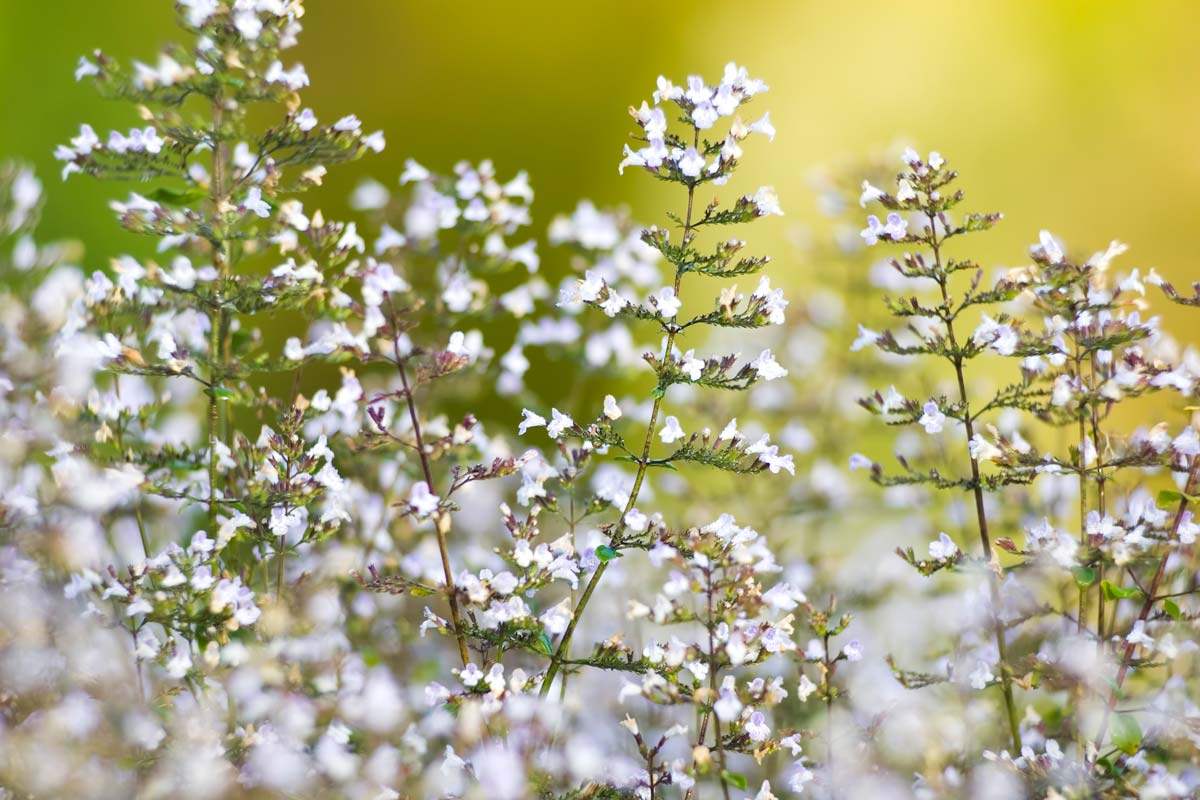 Calamint