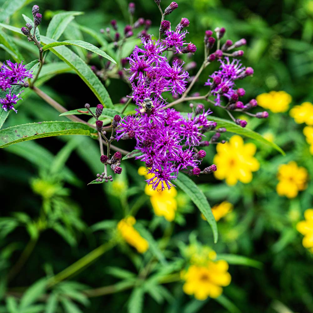 New York ironweed (Vernonia noveboracensis)