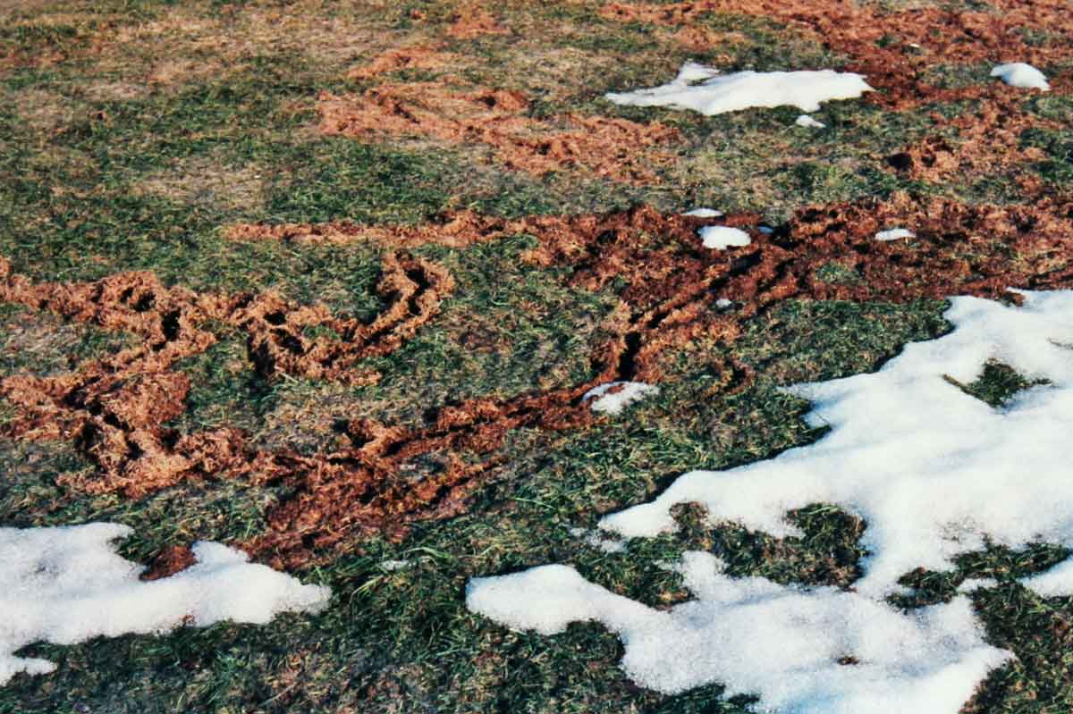 Vole tunnels