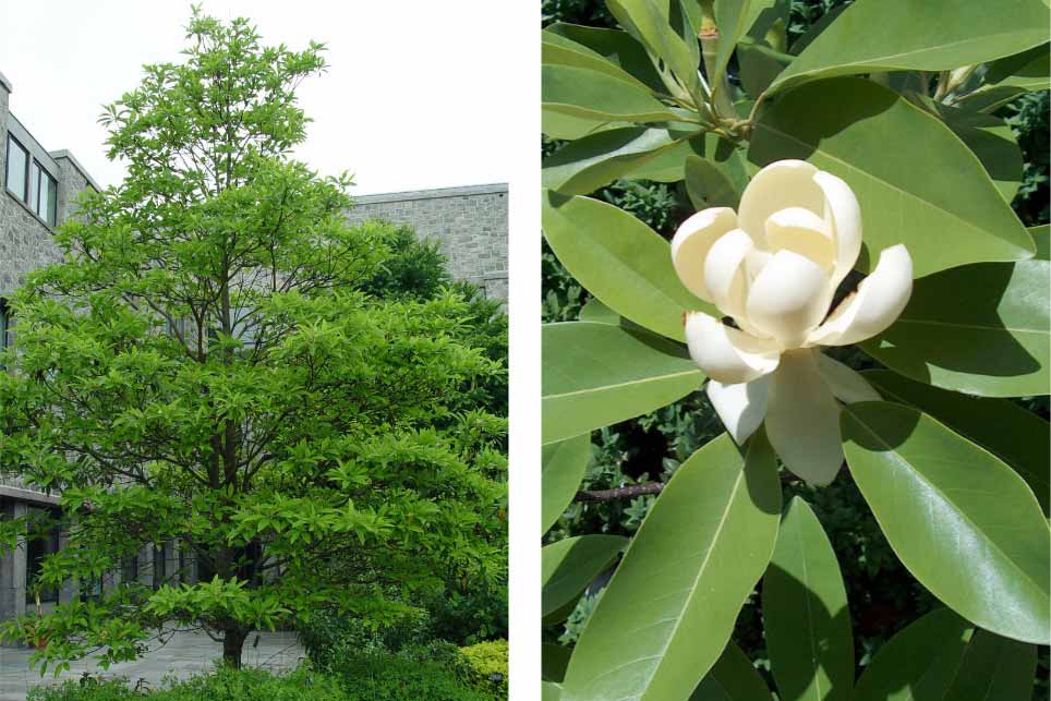 Sweetbay magnolia