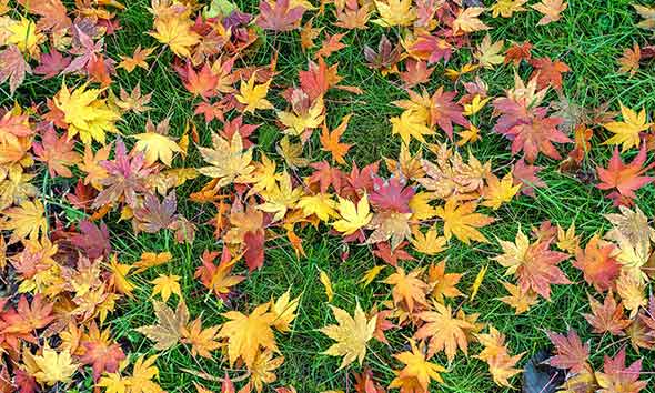 Fall leaves on grass