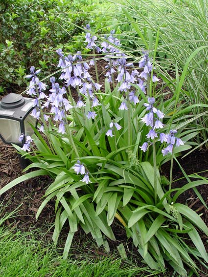 Spanish bluebells produce spikes of mainly blue flowers in May. © George Weigel