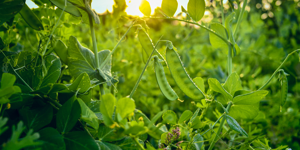 Snow Peas